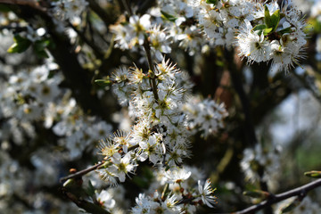 May Blossom