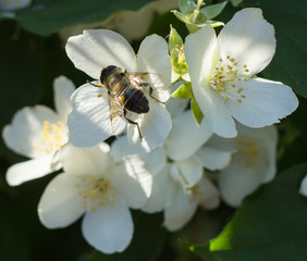 spring blossoming bushes of white jasmine on a sunny morning