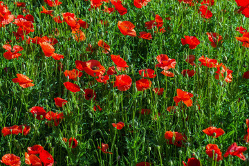 red poppies on a background of greenery on a sunny summer morning shot on helios