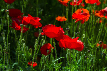 red poppies on a background of greenery on a sunny summer morning shot on helios