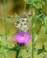 Beautiful marbled white butterfly on a pink flower