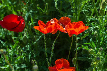 red poppies on a background of greenery on a sunny summer morning shot on helios