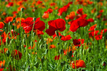 Fototapeta na wymiar red poppies on a background of greenery on a sunny summer morning shot on helios