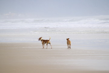 Fototapeta na wymiar cães na praia