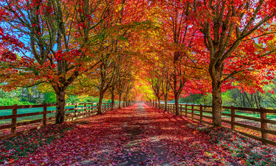 Autumn trees lining driveway 