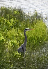 great blue Heron standing among green sea grass area on the shore of the ocean