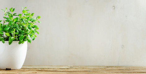 Potted basil plant. Banner. Vegan, clean eating and growth concept. Fresh green basil herb in white flowerpot on wooden background with copy space.