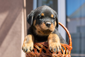 Cute Rottweiler puppy sitting in the basket outdoors