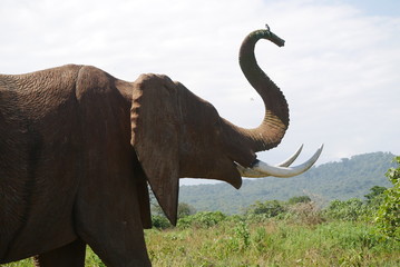 Elephant with Bird in Tansania