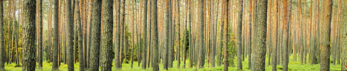 Panorama of beautiful trees in the spring forest