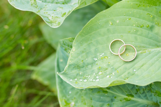 Ring of gold in a green leave. Two golden wedding rings on big leave background. Selective focus. Copy space. Wedding details concept.
