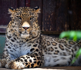 leopardo © alberto