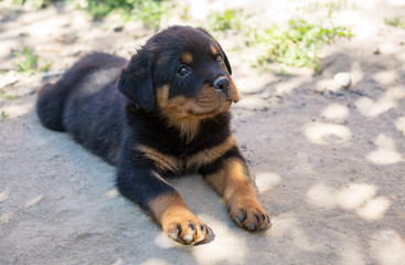 Rottweiler Puppy Stock Photos And Royalty Free Images Vectors And