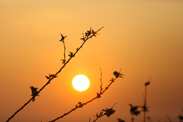 silhouette of branch of tree with the sunrise background