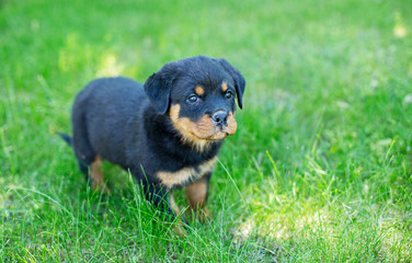Fototapeta premium Cute Rottweiler puppy running and playing in the grass outdoors