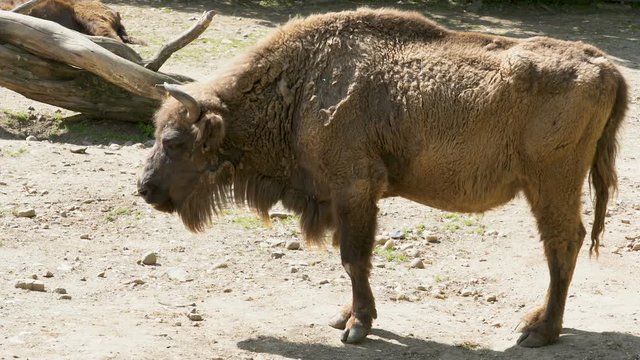 European Bison or wisent.  (Bison bonasus) Set