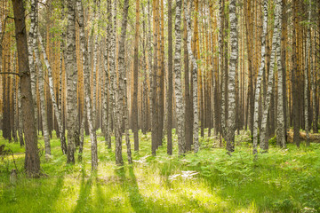 Fototapeta premium Panorama of beautiful birches in the forest in spring