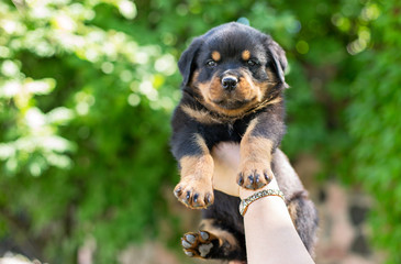 Cute Rottweiler puppy in hands outdoors