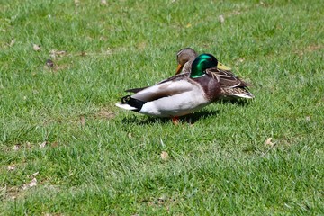 The ducks in the green grass of the park on a sunny day.