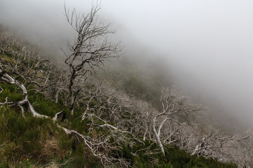 Obraz premium Creepy landscape showing a misty dark forest with dead white trees