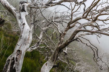 Creepy landscape showing a misty dark forest with dead white trees