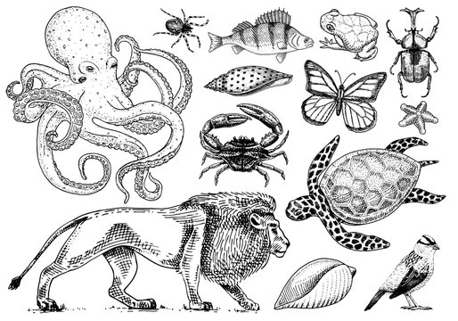 Set of animals. Reptile and amphibian, mammal and insect, wild turtle. Engraved hand drawn. Old vintage sketch. Beetle shell lion butterfly fish octopus spider. Classification of creatures and biology