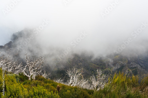 Creepy Landscape Showing A Misty Dark Forest With Dead White