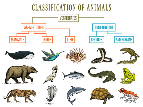 Classification of Animals. Reptiles amphibians mammals birds. Crocodile  Fish Bear Tiger Whale Snake Frog. Education diagram of biology. Engraved  hand drawn old vintage sketch. Chart of Wild creatures. Stock Vector | Adobe