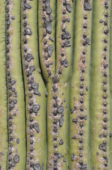 Cactus Saguaro, gros plan, Arizona