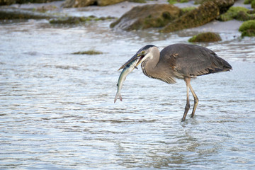 Obraz na płótnie Canvas Great Blue Heron ( Ardea Herodias) killing and eating a fish in shallow water on the Gulf of Mexico near St. Pete Beach, Florida.