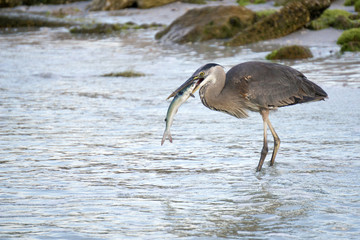 Great Blue Heron ( Ardea Herodias) killing and eating a fish in shallow water on the Gulf of Mexico near St. Pete Beach, Florida.