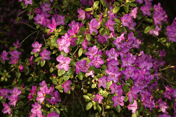 bushes of the rhododendron, ledebourii blooming with purple flowers in mountain forest in the spring