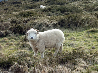 Naklejka premium Curious young sheep on grazing land watching the photographer near by in the famous Lake District, England