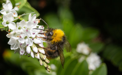 close up of a bumblebee