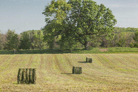 A just baled field of alfalfa hay with three big square bales diagnolly in the field and a large oak tree in the background.