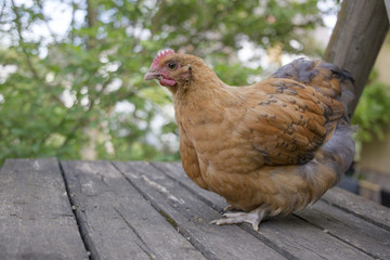 Cock of the old english dwarf breed Orpington on a wooden outdoor seat of the enclosure