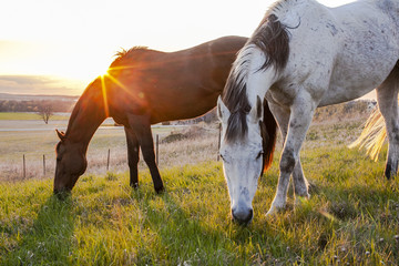 Two horses grazing at sunset with the sun creating a starburst over the neck of a bay horse with a gray horse in the foreground. - Powered by Adobe