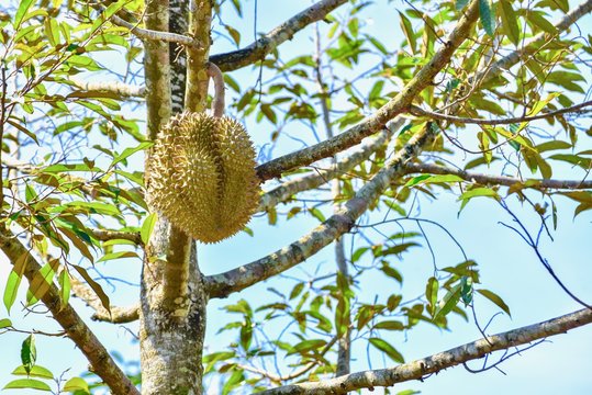 Fresh Durian Hanging on a Durian Tree in Thailand