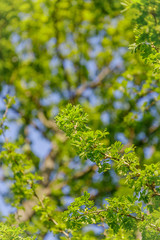 Fototapeta premium Green leaves in park. Sunny day. Springtime