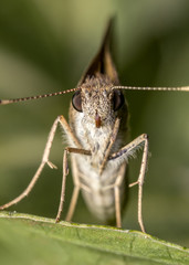 Moth on leaf extreme close up photo