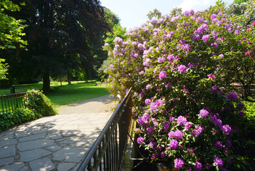 Park mit Rododrendron Büschen und Weg mit Brücke