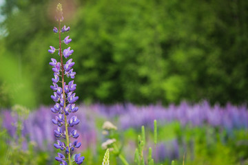 Fototapeta premium lupin