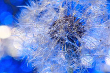 Fragile fluff of dandelion blowball on blue background. Parachutes of Dandelion Seeds in close up picture. Great floral composition for backgrounds and art projects.