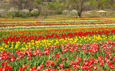 Gordijnen tulip in kashmir flora festival © Tongik