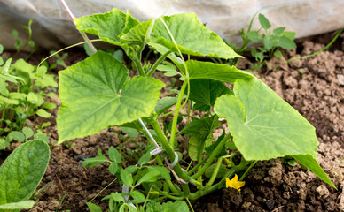 Flowering cucumber growing on the vine