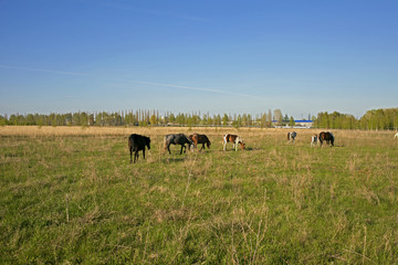 a herd of horses grazing on the outskirts of a provincial town