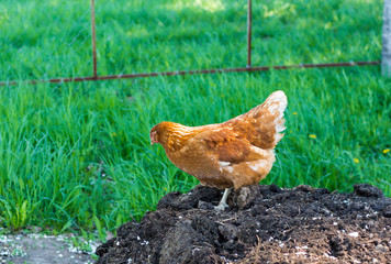 the brown hen looking for food in the ground