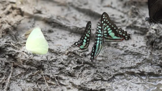 Crowded of the colorful butterflies are eating essential mineral in the tropical rain forest - video in slow motion