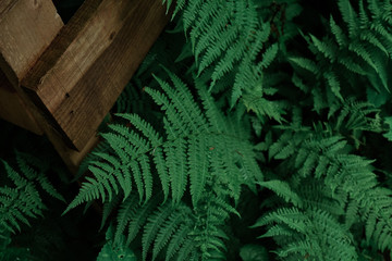 fern leaf and wooden box 