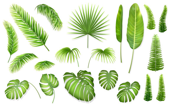 Set of tropical leaves. Vector realistic exotic plants for design invitation card or advertising vacation offer.